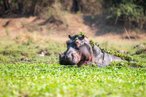 Hippo