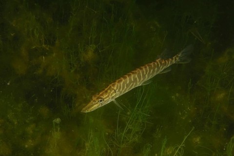 Pike