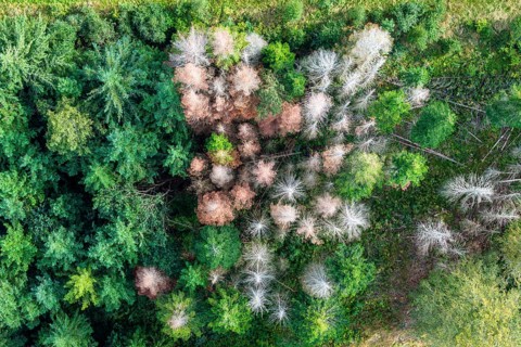 Forest dieback in Black Forest