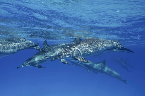 Group of spinner dolphin
