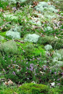 Kellerwald-Edersee National Park in late summer