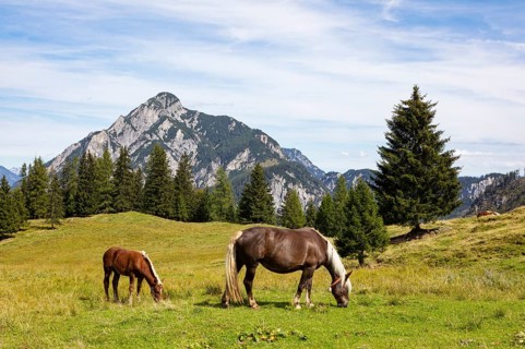 Horses on the mountain pasture with Rinnkogel