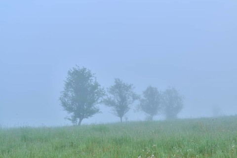 Meadow