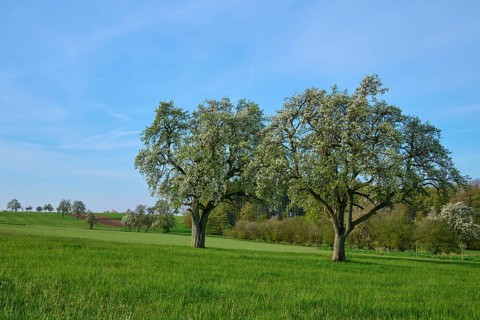 Pear trees