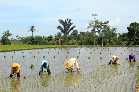 Peasant women planting seedlings in a rice field