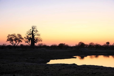 Evening atmosphere at the waterhole and baobab
