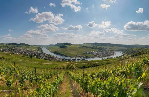 Vineyard on the Moselle
