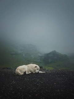 Moody and silent scene with a white