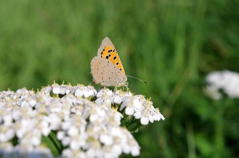 Small copper