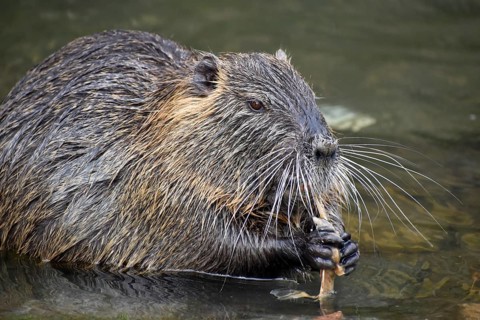 A nutria