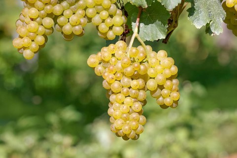 Grapes on the Moselle