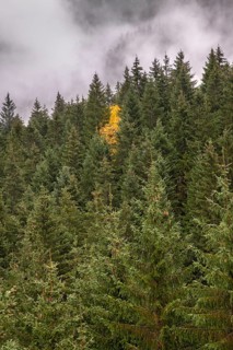 Spruce forest with yellow-coloured sycamore maple