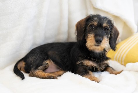 Rough-haired dachshund