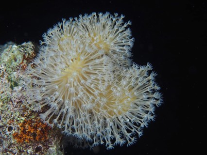 Common mushroom coral