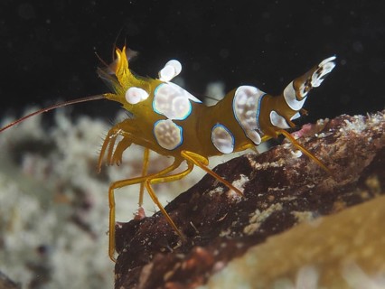 Squat shrimp