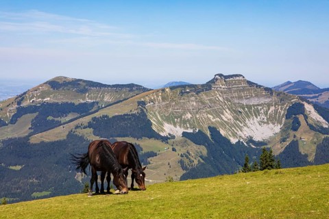 Herd of horses at the summit cross on Trattberg with a view of Schlenken and Schmittenstein