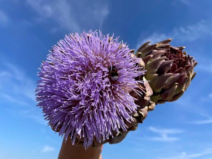 Artichoke