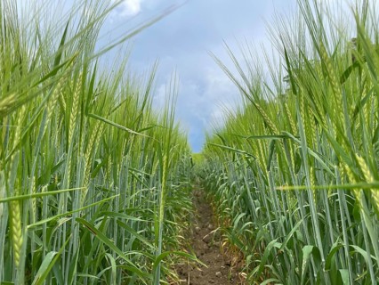 Barley