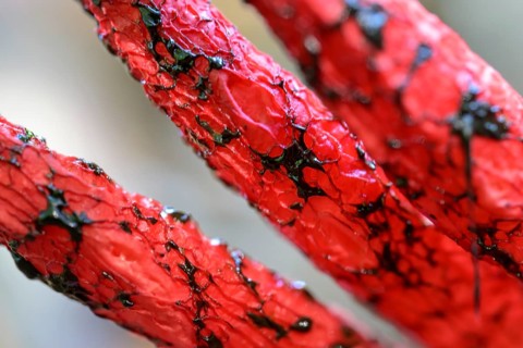 Octopus stinkhorn