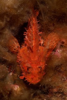 Red scorpionfish