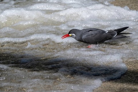 Inca tern