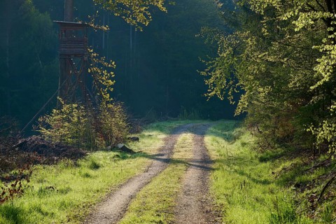 Forest path