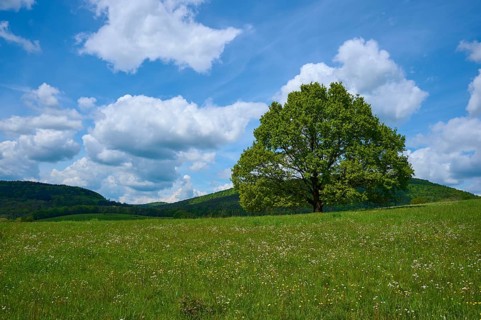 Oak tree