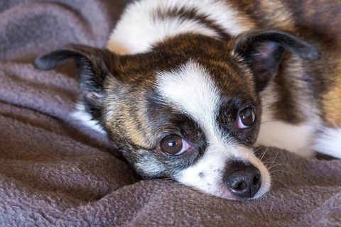 Small Chihuahua dog