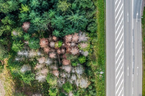 Forest dieback in Black Forest