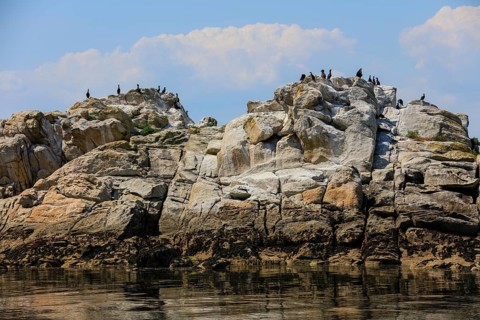 Great cormorant