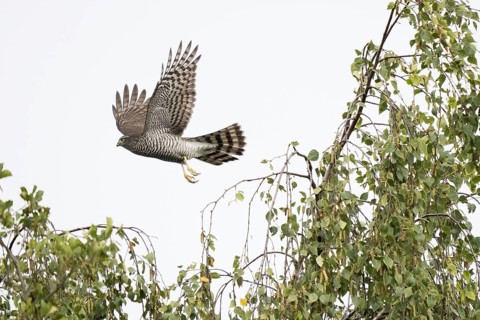Eurasian sparrowhawk