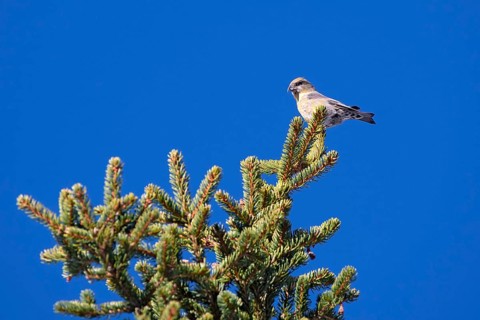 Common crossbill