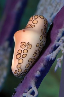 Snail Ice snail flamingo tongue snail