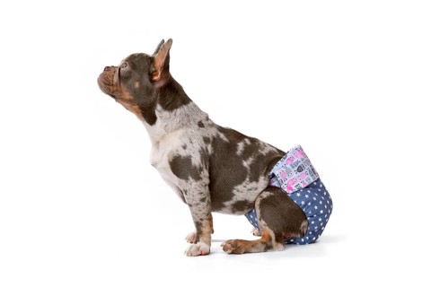 French Bulldog dog wearing fabric period diaper pants for protection on white background