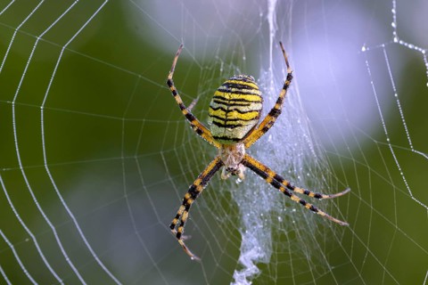 Zebra spider