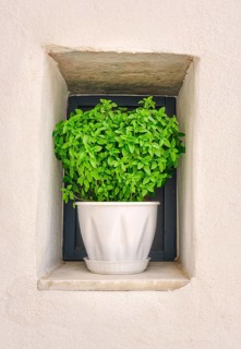 Close frontal shot of flower pot with oregano plant on window sill of whitewashed house in summer sunshine and shadows. Traditional seasoning herb for Greek and Italian cuisines