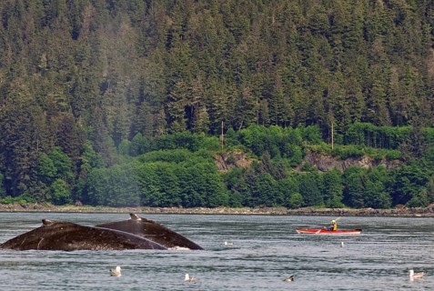 Two giant humpback whales in front of small kayak and tourist boat