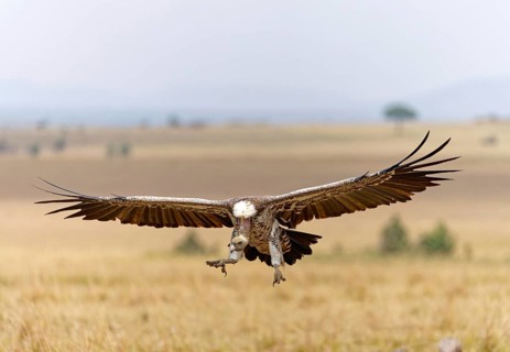 Sparrowhawk