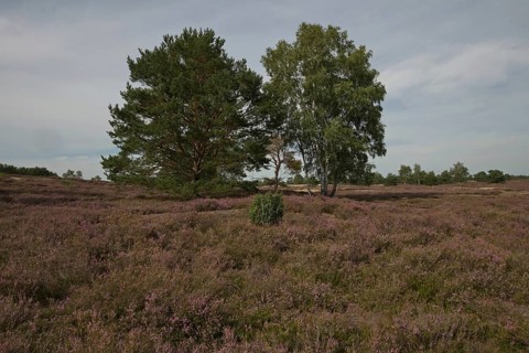 Blooming Nemitzer Heide near Trebel