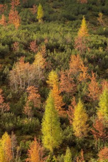 Colourful trees in autumn
