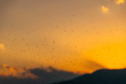 Swarm of mosquitoes in front of sunset