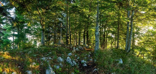 Summit cross in the deciduous forest on the Gurlspitze