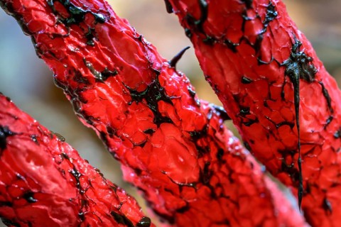 Octopus stinkhorn