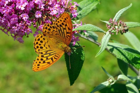 Silver-washed fritillary