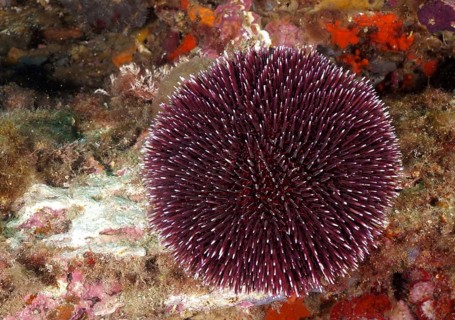 Purple sea urchin