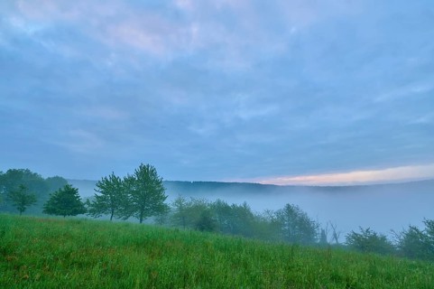 Meadow
