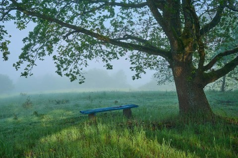 Oak