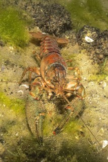 Crayfish