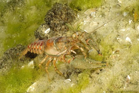Crayfish