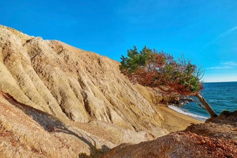 Wind-bent tree on edge of red rock in yellow cliffs of Agios Ioannis beach